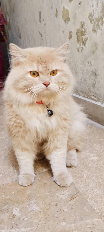 Persian taripl cot  / 03114519513