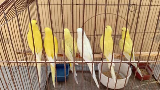 fellow red eye budgie red eye