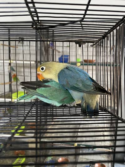 Lovebirds available for sale