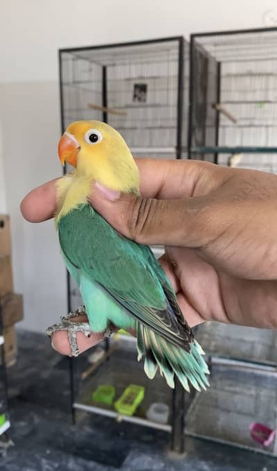 Lovebirds available for sale