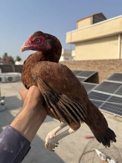 Pele madi for sale ando bacho. Ki garranty.   Hn