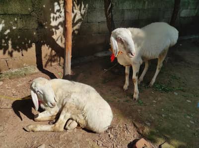 kheeray for Eid 2026