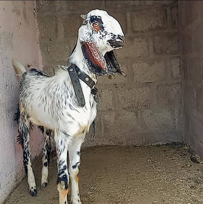 2 dant Bakra for sale 03183372510