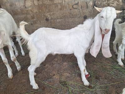 Premium Quality Gulabi Goat Kids – Home Raised – karachi