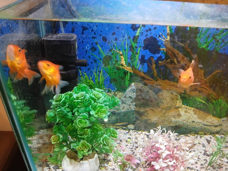 complete Aquarium setup 1