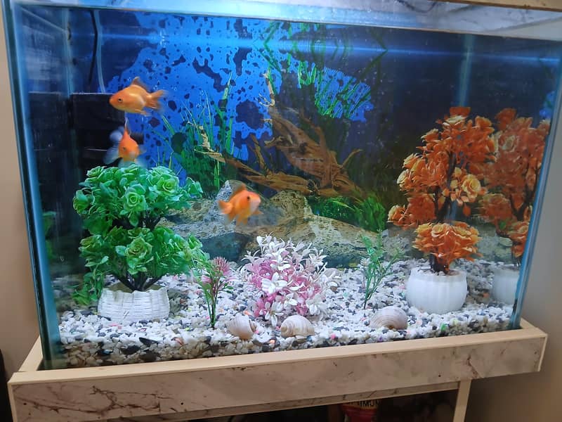 complete Aquarium setup 4