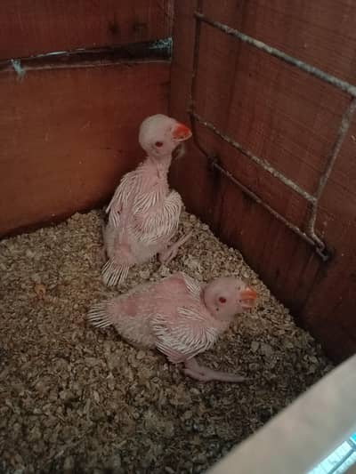 White RinGneCk Chicks