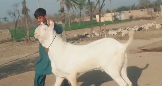 gulabi Bakra for sale call me=03460421993
