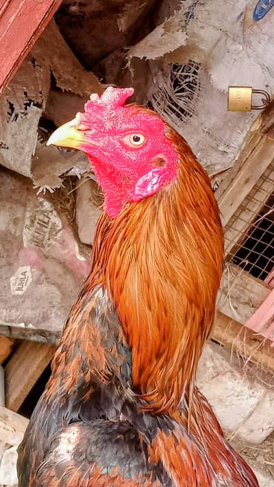 Thai Cross Lakha Aseel. Extremely Beautiful .