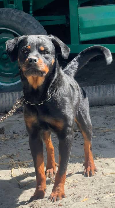 Rottweiler pedigree female