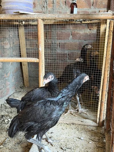 aseel thai 6 chuzy age in ki 6 maa sia plus ha thai pakoy murgy k