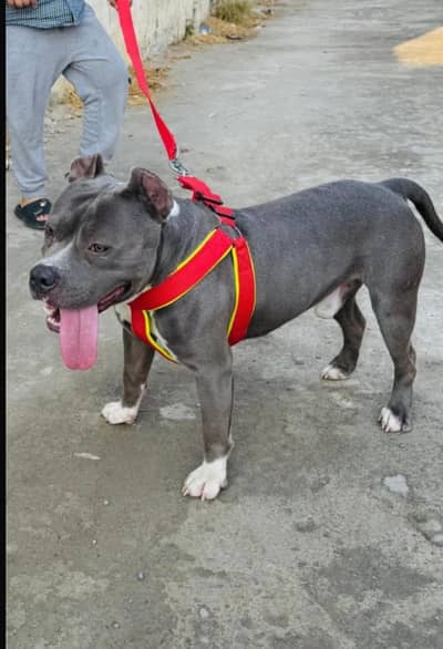 Fully vaccinated Pitbull