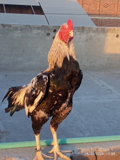 aseel morgha for sale