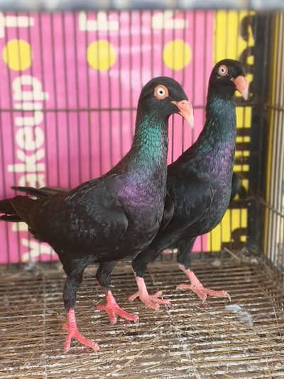 Danish Swallon for sale