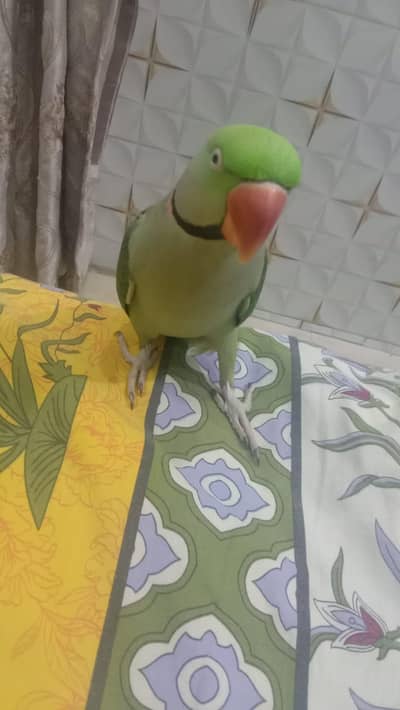 Hand made Raw Parrot