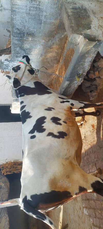 First time gabban . . . . high quality full size . . 03321580423