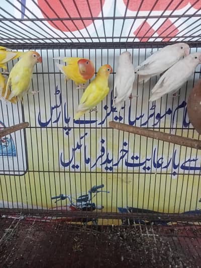 love birds pair healthy and active available