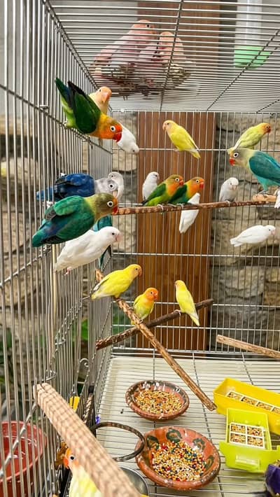 Setup opaline albino creamino pale fallow redeye dunfallow yellowface