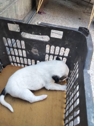 pisti dog available for sale