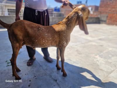 makhi chena bakra for sale