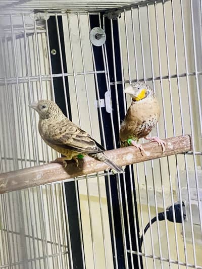 Cut throat (bonded pair)