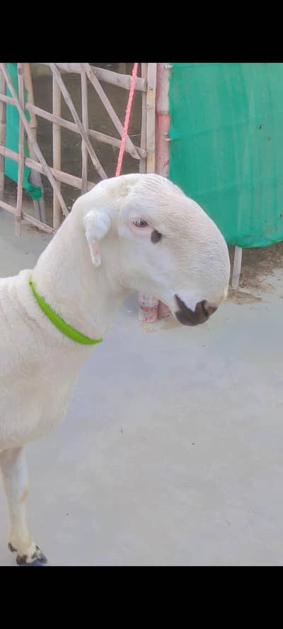 Mundra Dumba Sheep