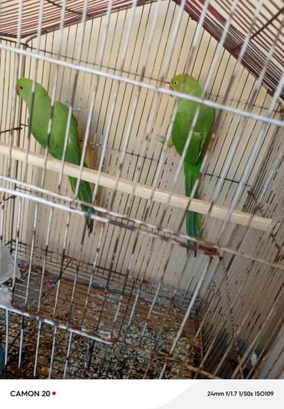 parrot exchange possible with parrot