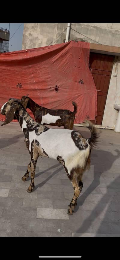 Urgent Sale 2 Dant khassi