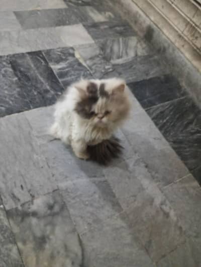 Billa ha full active ha