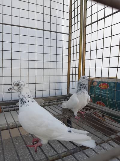 Sialkoti Highflier Fancy Pigeons Pair For Sale Haath meine bethte hain
