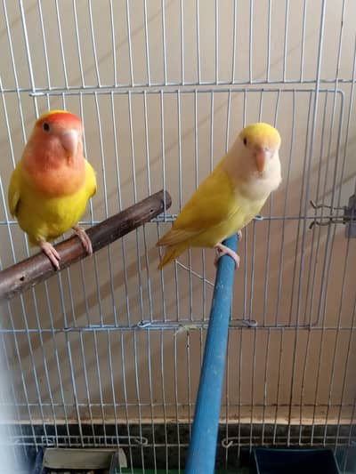 A1 QUALITY 2 LOVEBIRD MUTATION PAIRS