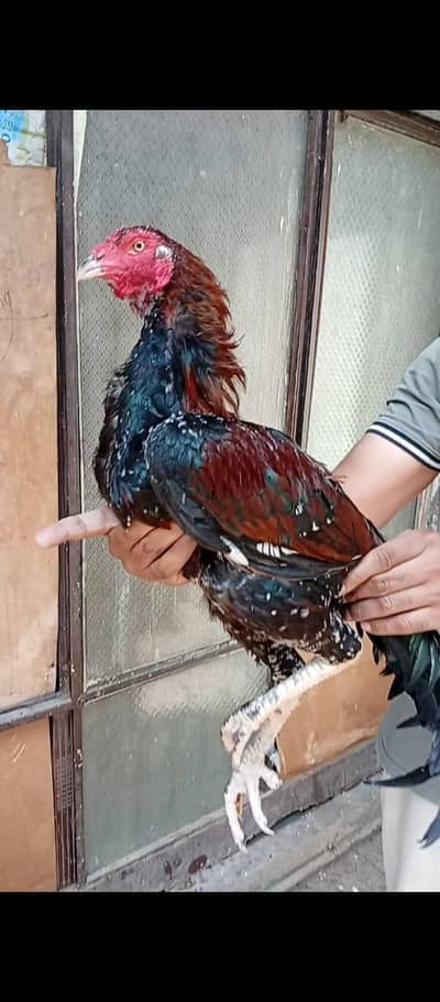 Pure Walayti Cross Rooster