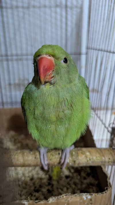 Ring neck Chicks 4 Piece