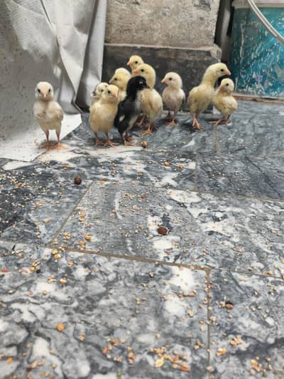 Jawa aseel Chicks for sale