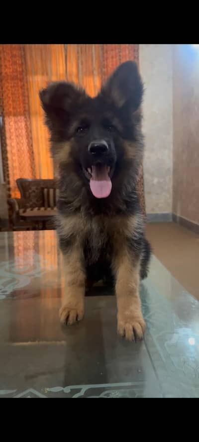 German Shepherd Puppy For Sale