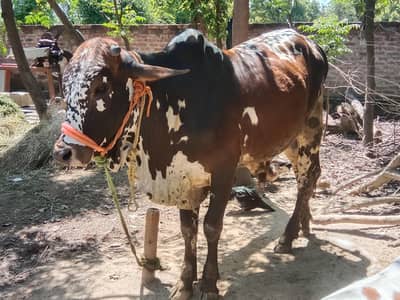 Sahiwal cross sehat mand bull