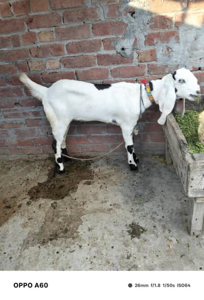 Desi Bakri