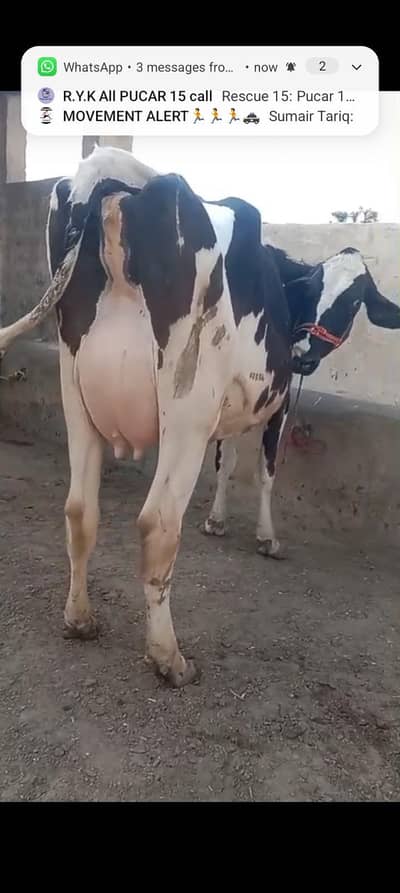 تازہ سوا پہلن گائے