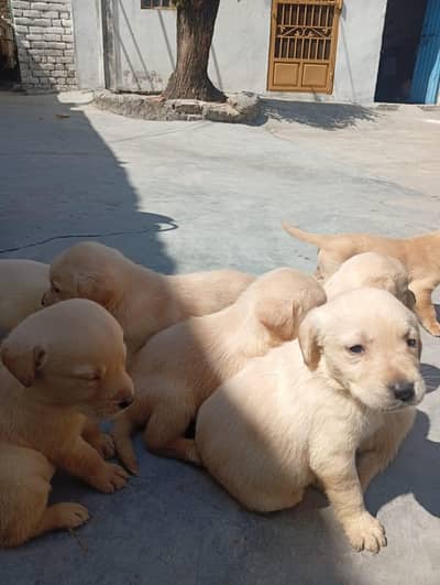 labberador females puppies