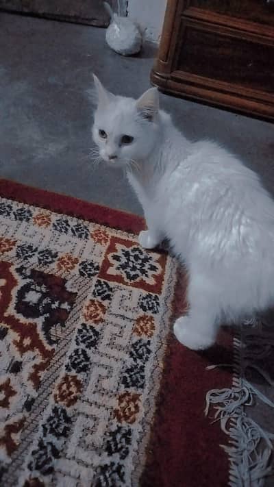 Persian cat for sale