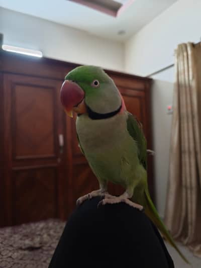 Tamed Kashmiri Phari Parrot
