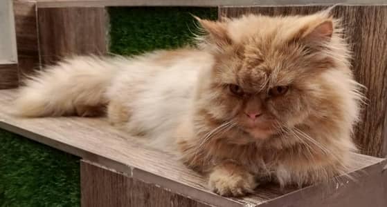 Male female Persian cat with 3 baby for sale