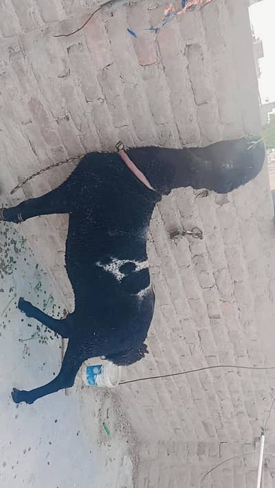 lari domba black sher