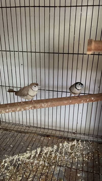 Breeder Grey & Fawn Owl Finch Pair for Sale