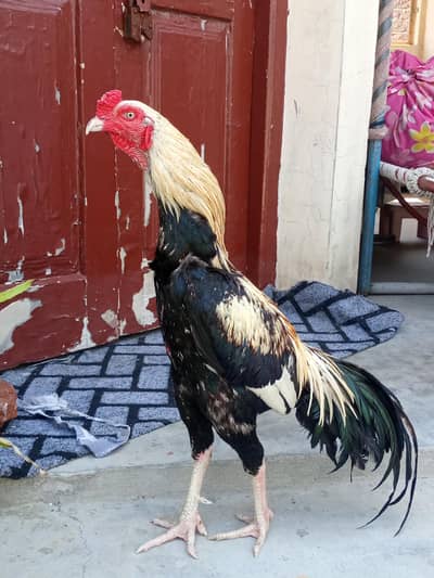 jawa aseel sindhi  bohot achi game kerta hai