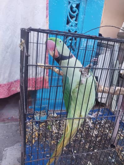 Total talking parrot all voices of birds he know he takes names etc