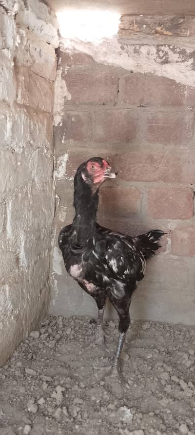 BLACK MURGI FOR SALE (Shamo cross)