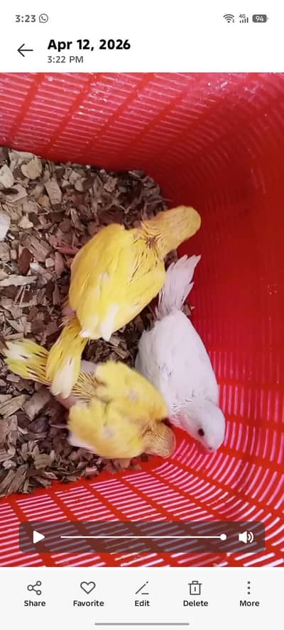 YELLOW/WHITE RINGNECK CHICKS AVAILABLE FOR SALE
