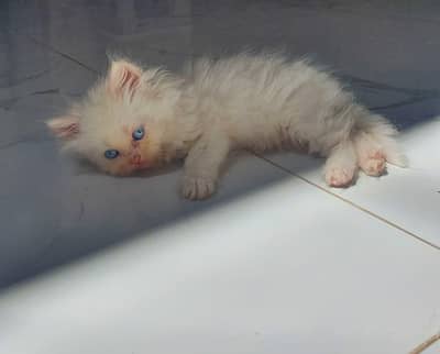 3 Persian BLUE EYED females