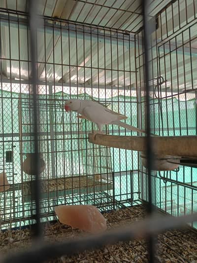 Blue Palled Ringneck breeder Pair